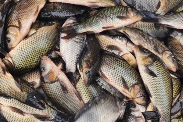 Во Владивостоке уничтожили 135 килограммов рыбы неподтвержденного качества
