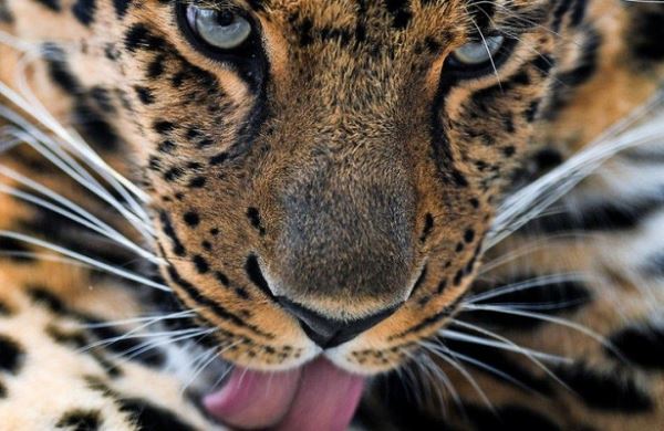 <br />
Леопардов в Северной Осетии начнут мониторить<br />
