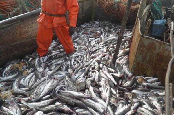 Октябрьский «улов»: в Северную Корею отправили 236 партий рыбы