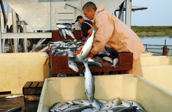 <br />
В Чили свыше 32 тысяч особей лосося «сбежали» от бизнесмена<br />

